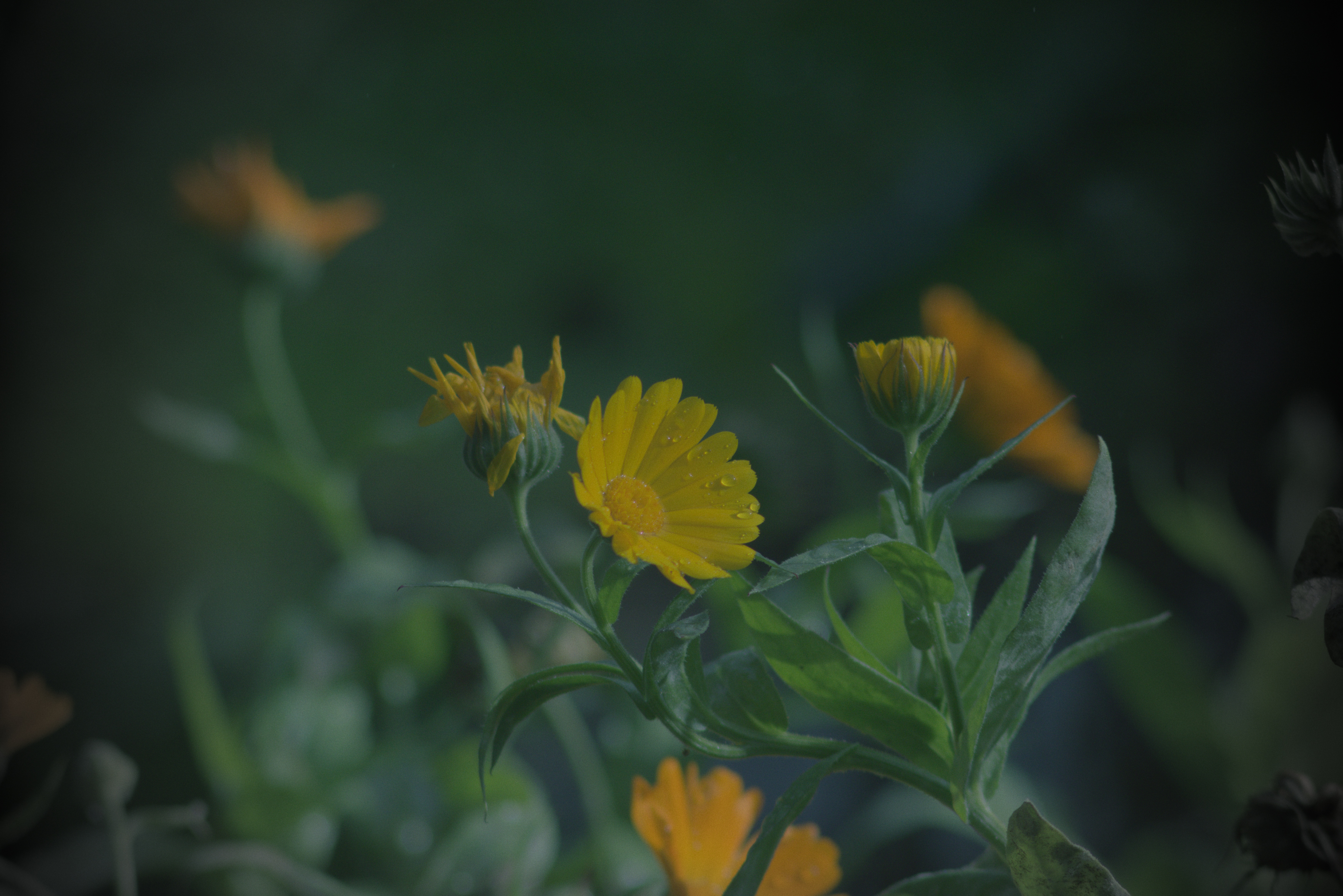 Pentacon 200mm f4  G.D.R.  (M42) - _I4A0080.jpg